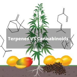 Terpenes and Cannabinoids