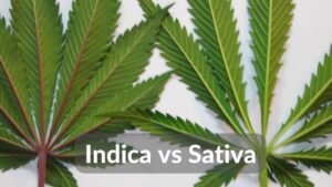 Optimized Indica vs Sativa 3