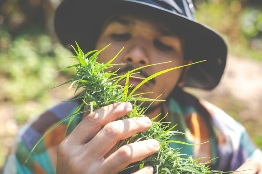 Photo of farmer hold marijuana (cannabis) trees on their farms.