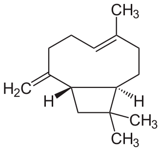 Chemical formula of Caryophyllene Terpene