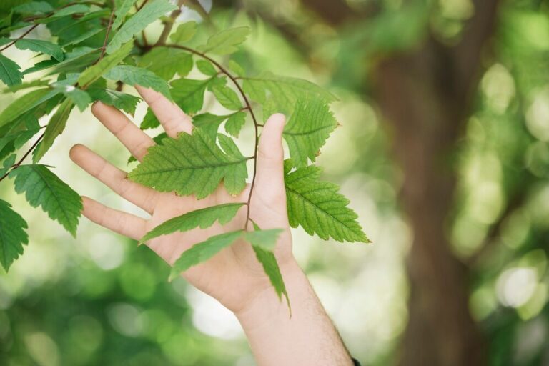 Hand holding a plant twig.