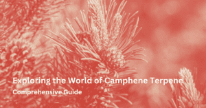 Camphene terpene with text used for feature image
