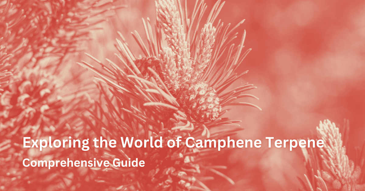 Camphene terpene with text used for feature image