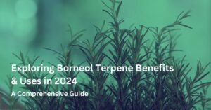 borneol terpene feature image