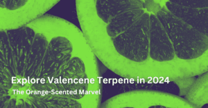 Explore Valencene Terpene