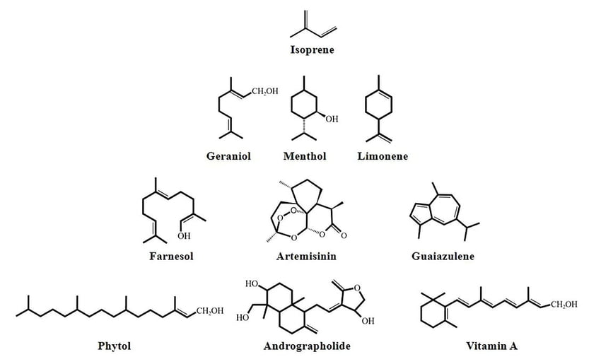 Example of chemical structure of terpenes and terpenoids
