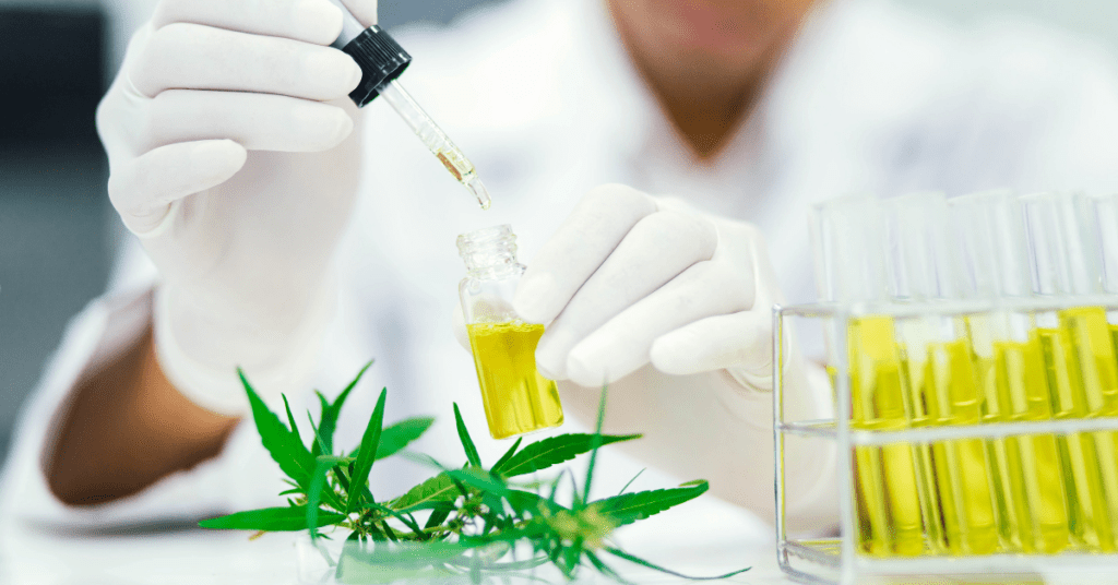 Image showing doctor examining the sample of cannabis for sickness treatment.