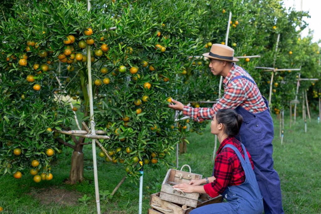 Two people in citrus orchard, one of the sources of botanical terpenes.