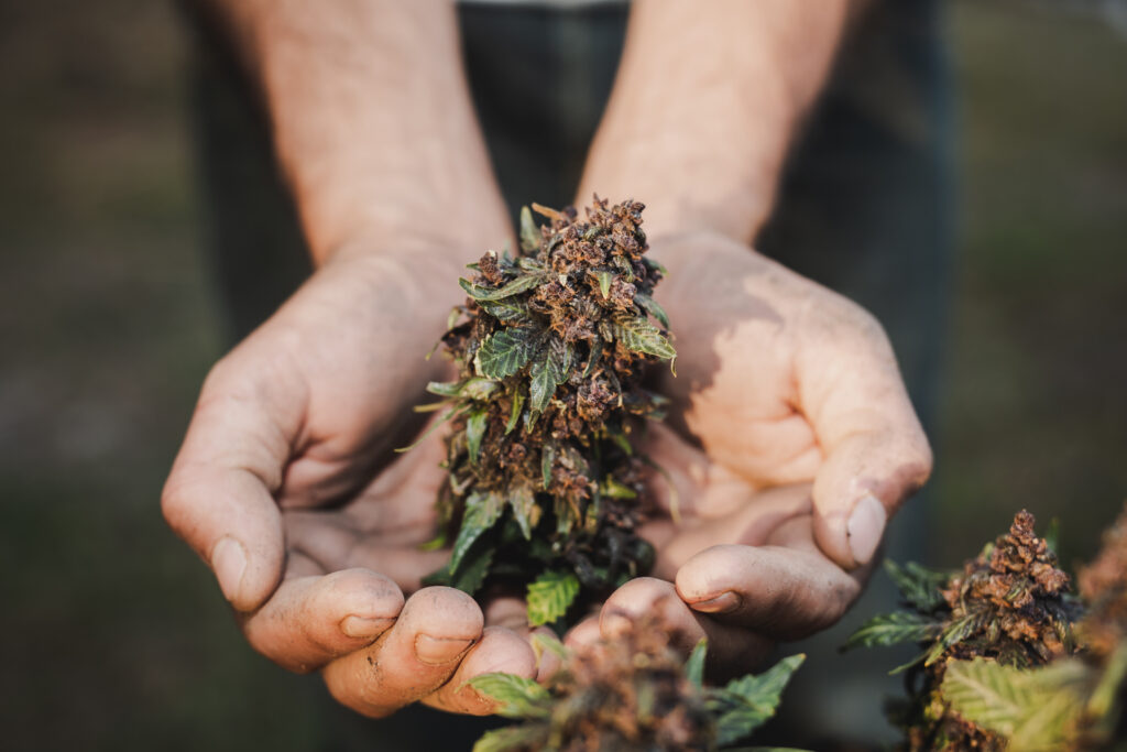 Person holding a cannabis strain.